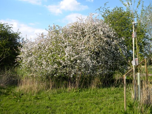 Old crab apple on meadow, Hillside House 2020-04-26 (1548) Old crab apple on meadow, Hillside House 2020-04-26 (1548)