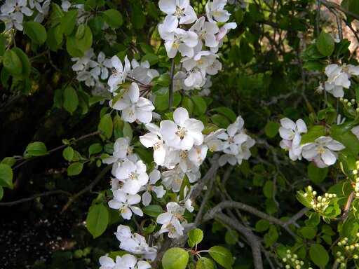 Crab apple flowers, Hillside House 2020-04-26 (1553) Crab apple flowers, Hillside House 2020-04-26 (1553)