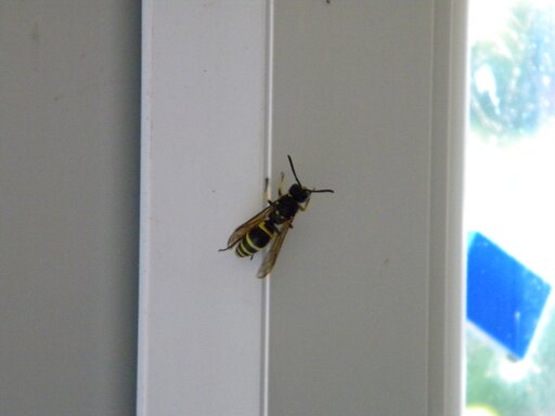 Solitary wasp, prob. Ancistrocerus sp., Hillside House 2020-06-25 (1579)