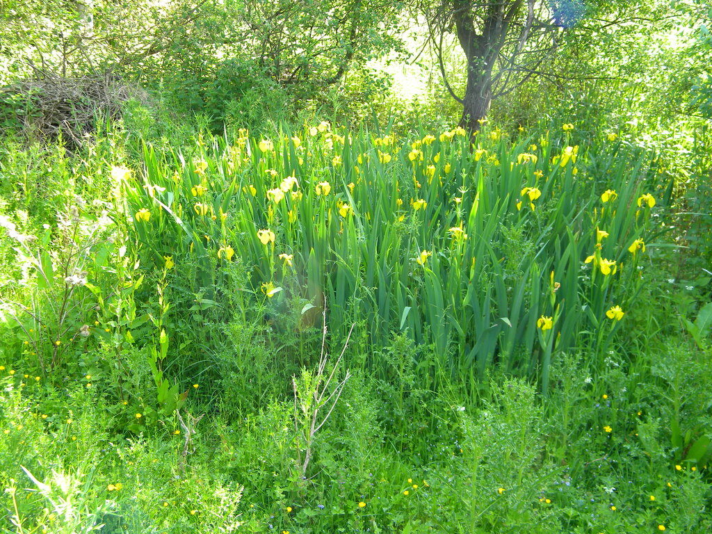 Iris pseudacorus patch by main pond 2021-06-12 (1846) Iris pseudacorus patch by main pond 2021-06-12 (1846)