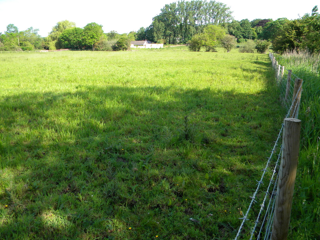 Raynham Estate grazing field, next to Hillside House plot 2021-06-12 (1854) Raynham Estate grazing field, next to Hillside House plot 2021-06-12 (1854)