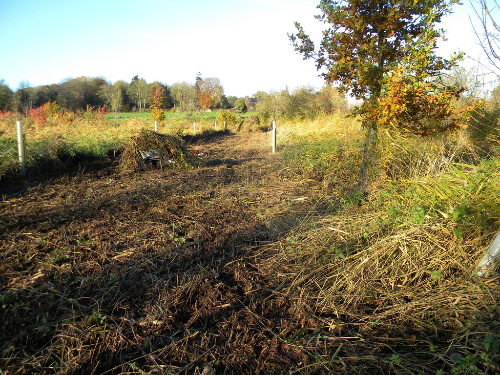 First experimental strip, Hillside House meadow 2021-11-17 (2064) First experimental strip, Hillside House meadow 2021-11-17 (2064)