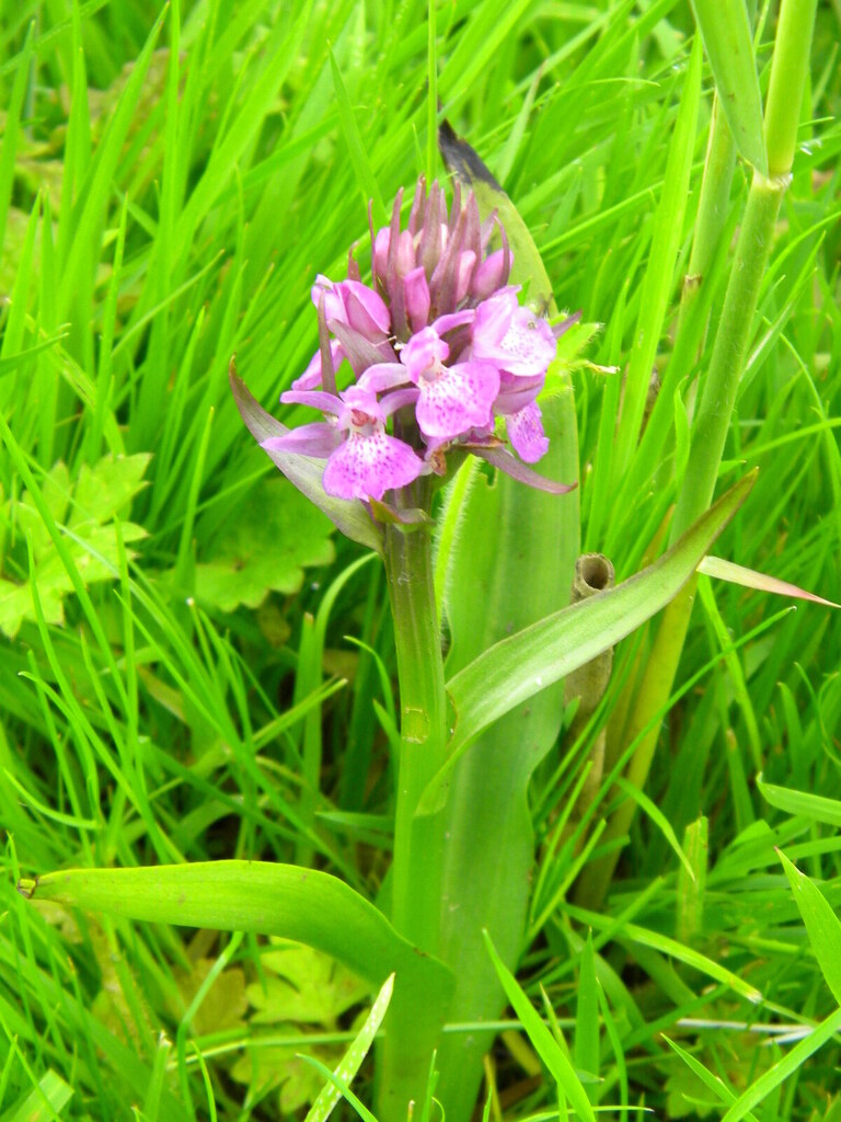 Southern Marsh Orchid (Dactylorhiza praetermissa) on meadow 2016-06-21 (0553)