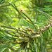 Sawfly larvae on Scots pine, probably Diprion pini, Hillside House 2016-07-25 (0584)