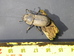 Lesser stag beetle (Dorcus parallelopipedus) Hillside House 2017-08-05 (1116)