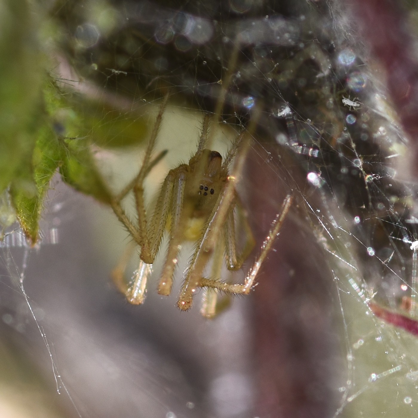 Enoplognatha ovata inside her tent, Hillside House 2024-08-27 (3962)