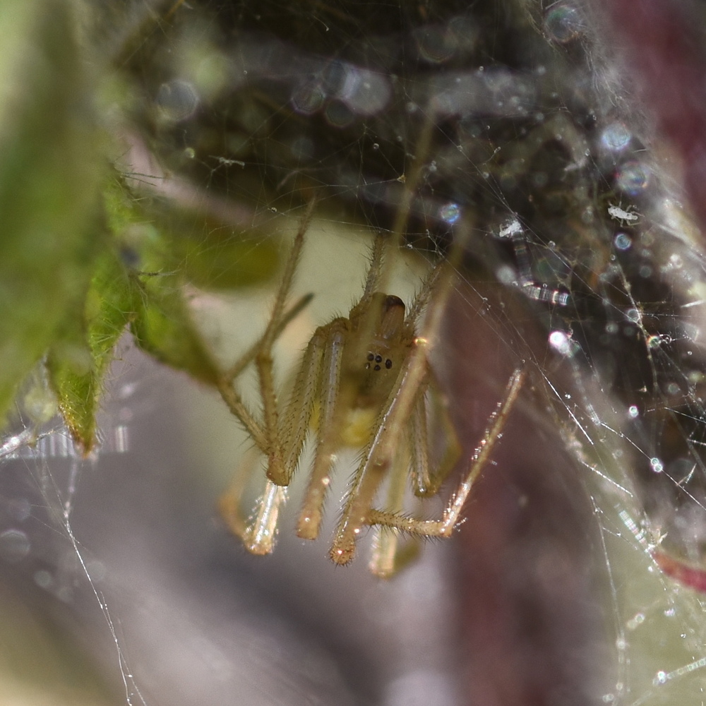 Enoplognatha ovata inside her tent, Hillside House 2024-08-27 (3962)