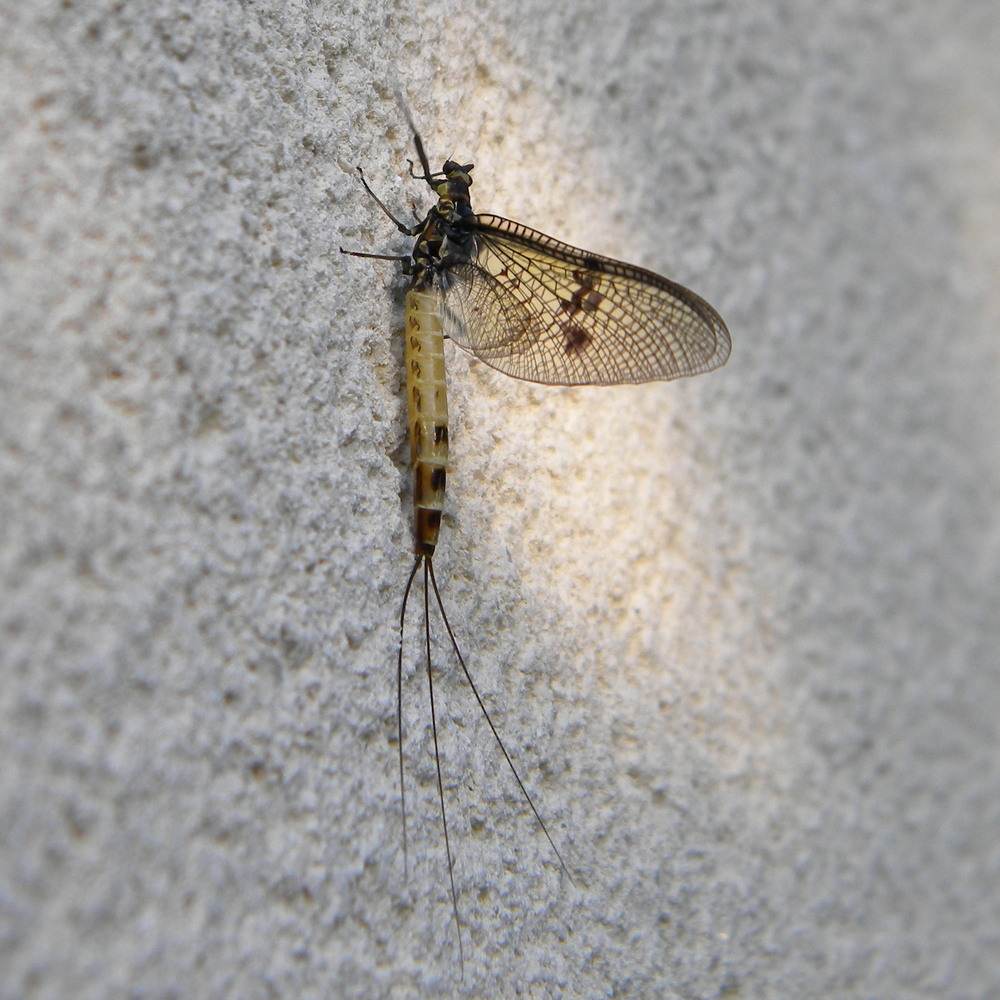 Ephemera danica (mayfly) on Hillside House walls 2023-05-27 (2940)