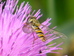 Episyrphus balteatus (marmalade hoverfly) 2017-07-29 (1114)