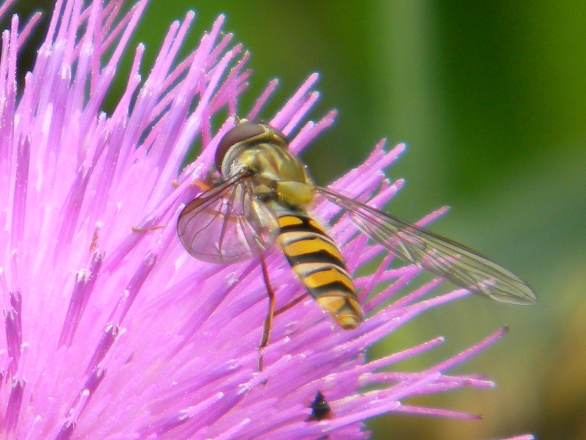 Episyrphus balteatus (marmalade hoverfly) 2017-07-29 (1114)