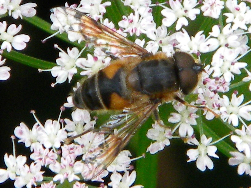 Eristalis pertinax (early drone-fly) 2024-06-07 (3673)
