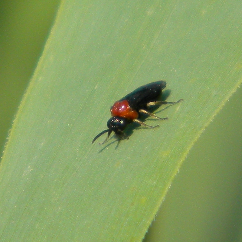 Eutomostethus ephippium (alder sawfly) 2024-07-27 (3875)