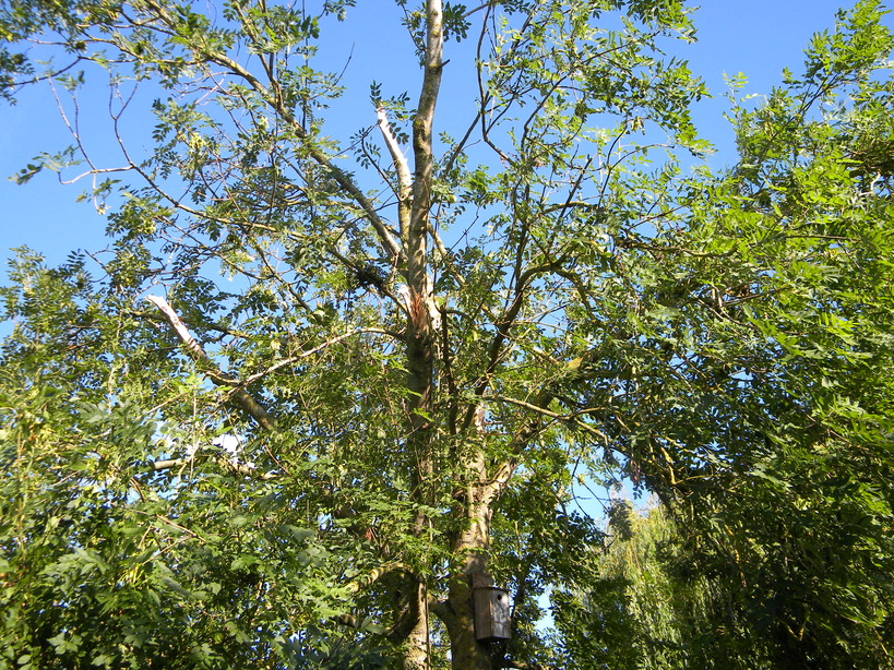 ash1 tree Fraxinus excelsior crown damage 2022-08-21 (2562)