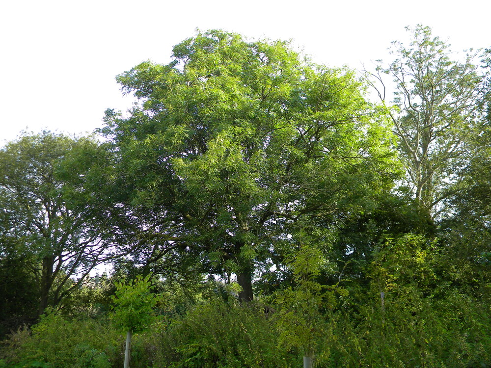 Ash tree NW of pond (ash2), Hillside House 2017-09-03 (1123)