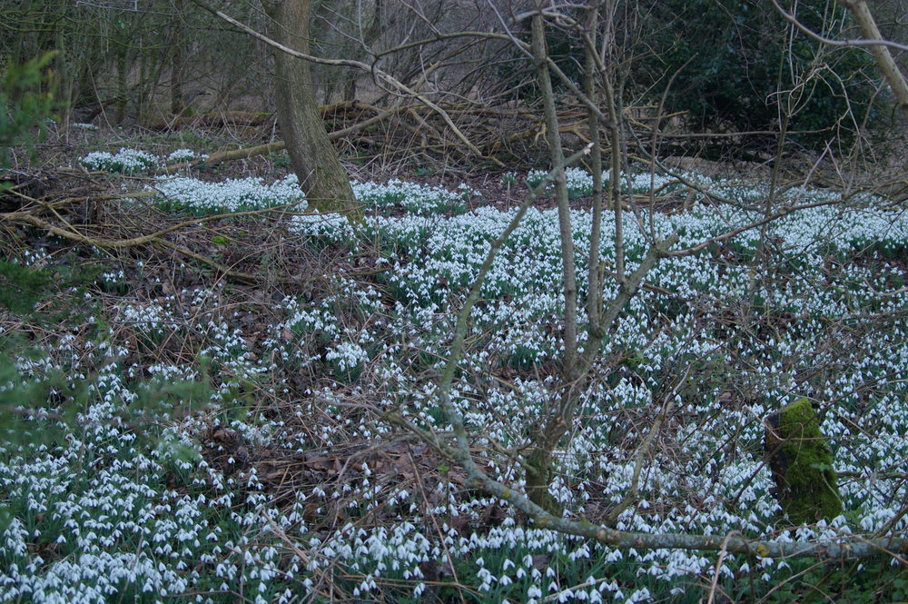 Snowdrop Galanthus nivalis in spinney 2022-02-22 (3146)