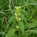 Galeopsis tetrahit (common hemp-nettle) 2024-07-20 (3754)