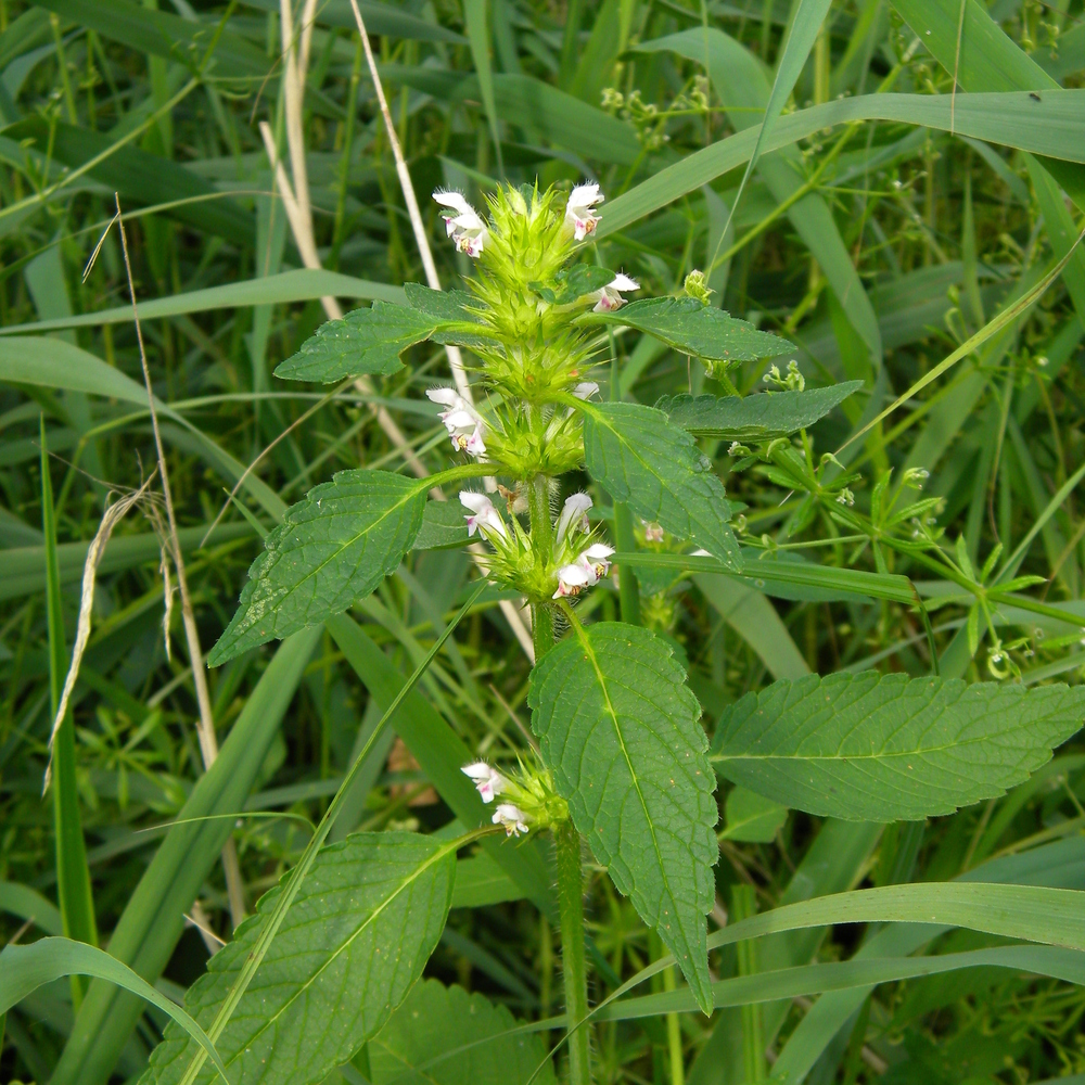 Galeopsis tetrahit (common hemp-nettle) 2024-07-20 (3754)