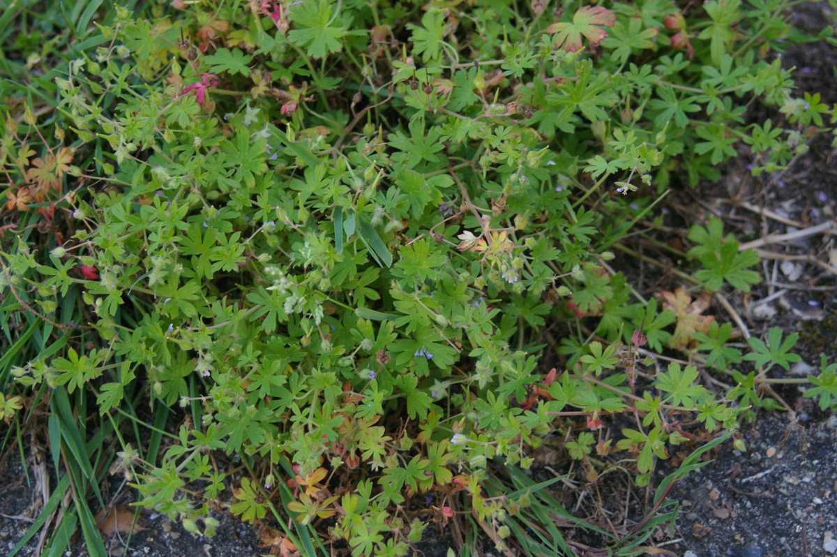 Cranesbill Geranium molle, Hillside House 2021-07-29 (2944) Cranesbill Geranium molle, Hillside House 2021-07-29 (2944)