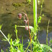 Geum rivale (water avens), Hillside House 2017-05-25 (0999)