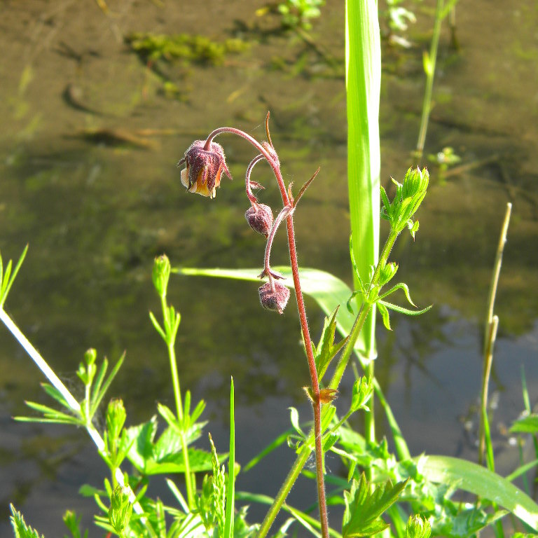Geum rivale (water avens), Hillside House 2017-05-25 (0999)