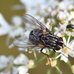 Graphomya granulata (Muscidae) 2024-08-19 (3831)