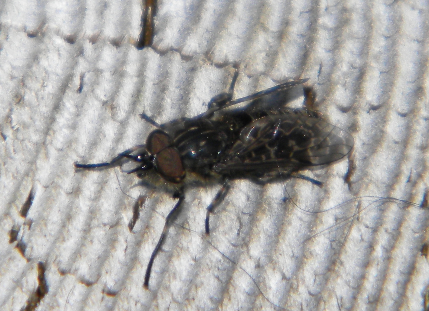 Haematopota crassicornis (black-horned cleg) 2023-06-03 (2992)