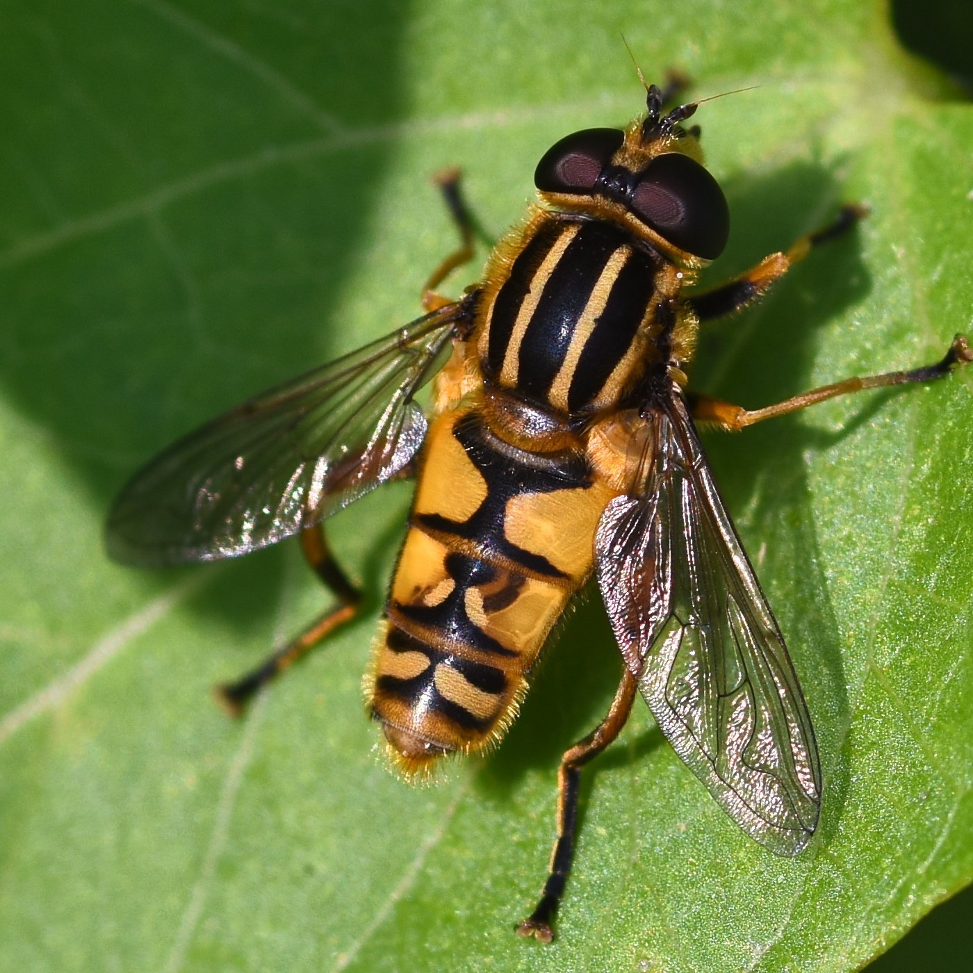 Helophilus pendulus 2024-08-17 (3655)
