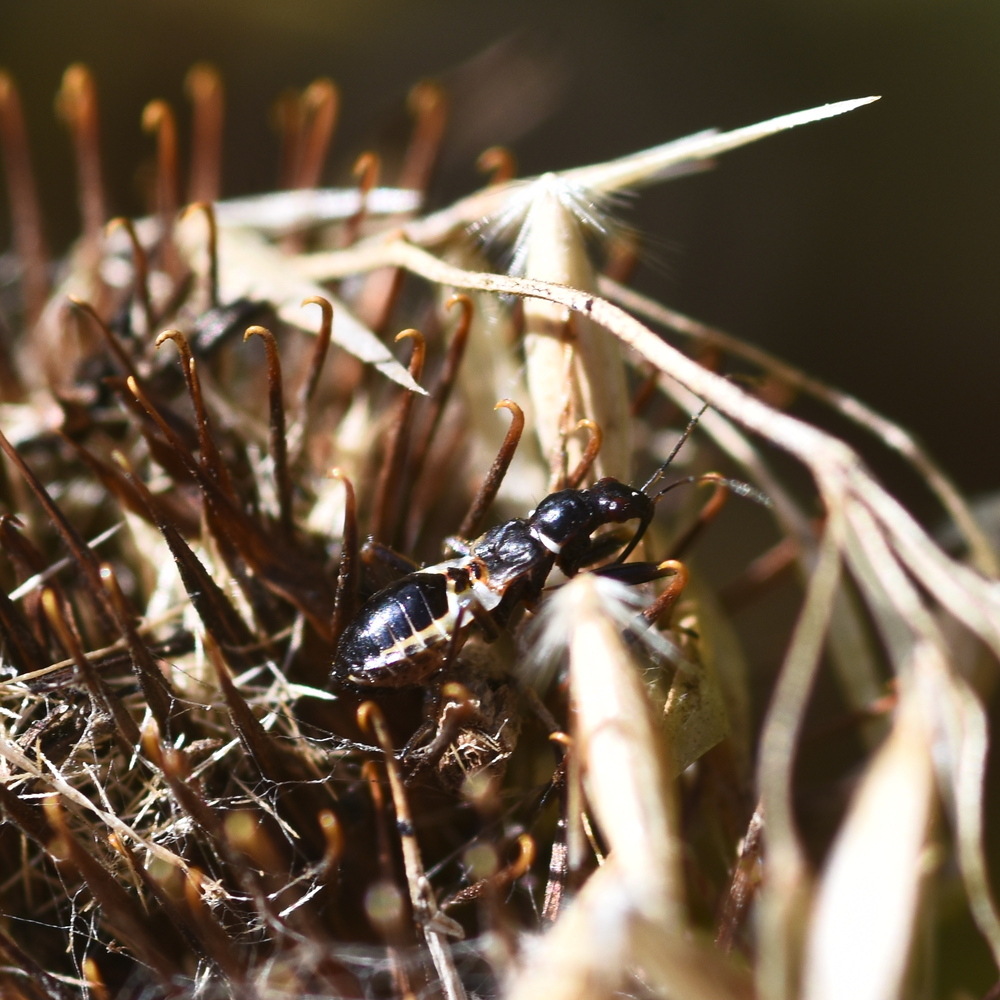 Himacerus mirmicoides (ant damsel bug) 2024-08-21 (3920)