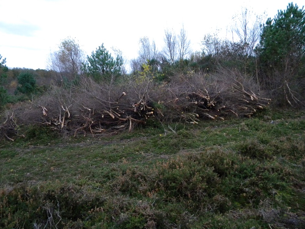 Birch cut by Norfolk Conservation Corps at Holt Lowes 2024-11-24 (4142)