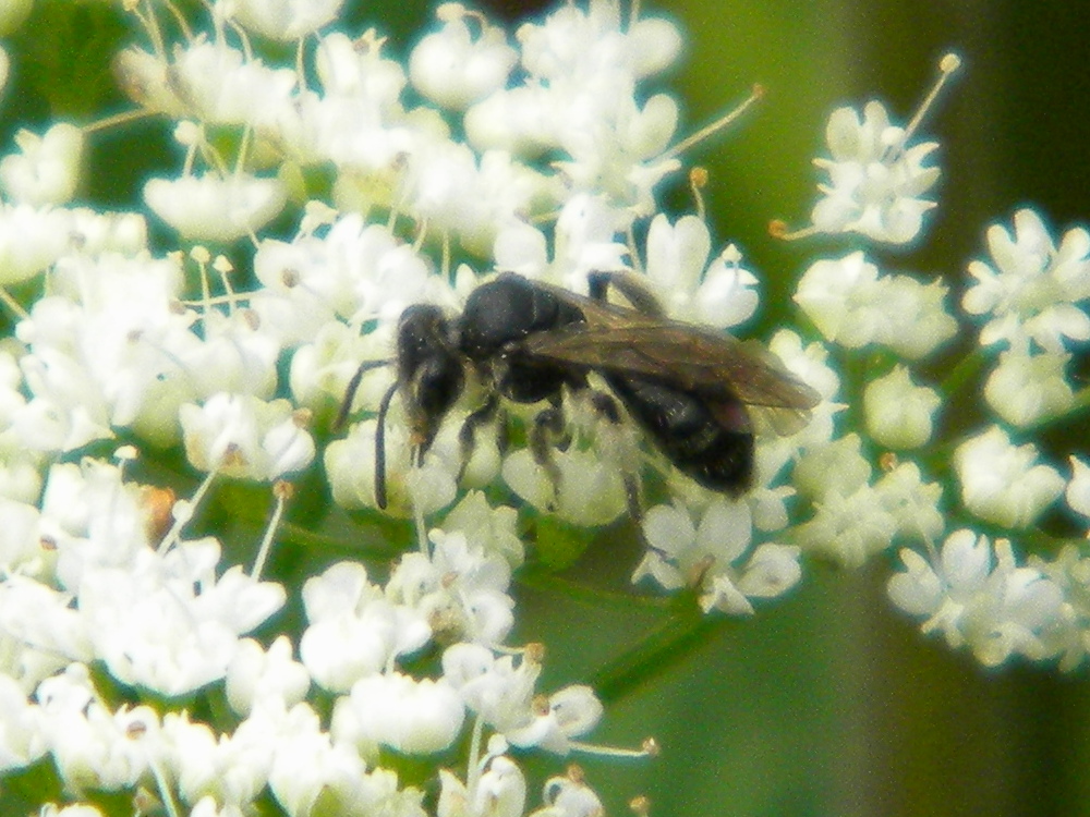 Hylaeus sp (yellow-faced bee) 2024-06-03 (3526)