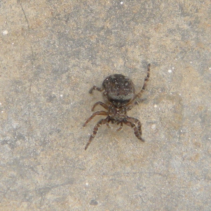 Hypositticus pubescens Hillside House 2022-07-14 (2398)