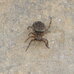 Hypositticus pubescens Hillside House 2022-07-14 (2398)