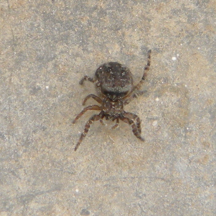 Hypositticus pubescens Hillside House 2022-07-14 (2398)