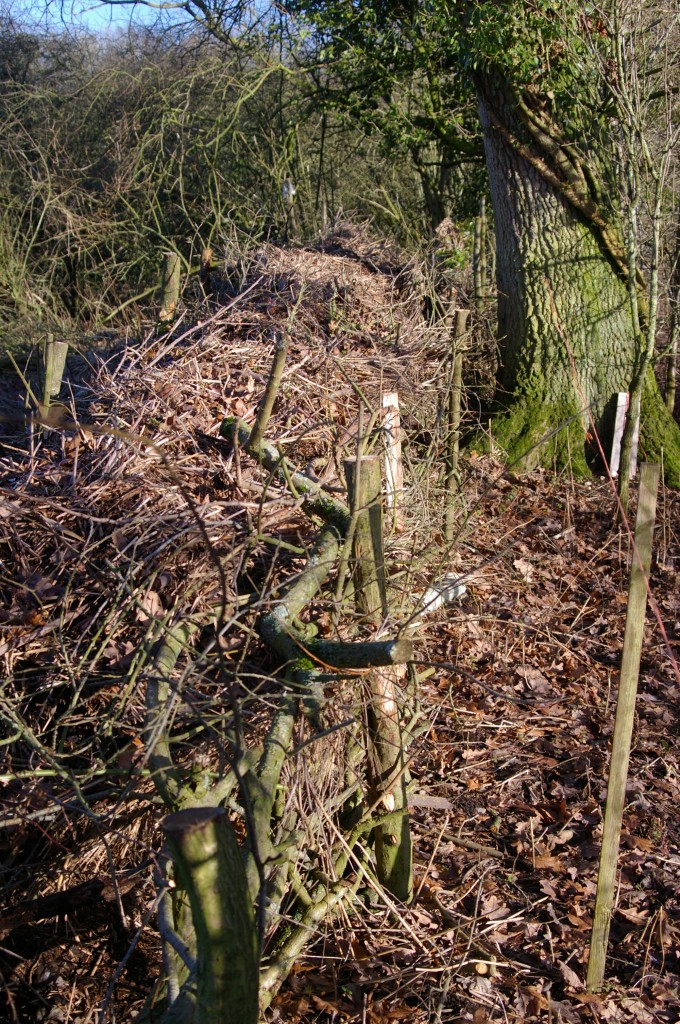 Brash hedge along MSE edge, near oak tree 2022-01-09 (3128)