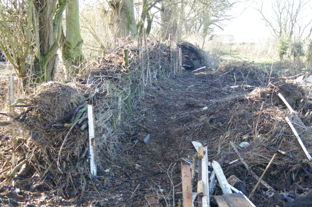 Brash hedge along MSE edge, work in progress 2022-01-09 (3131)