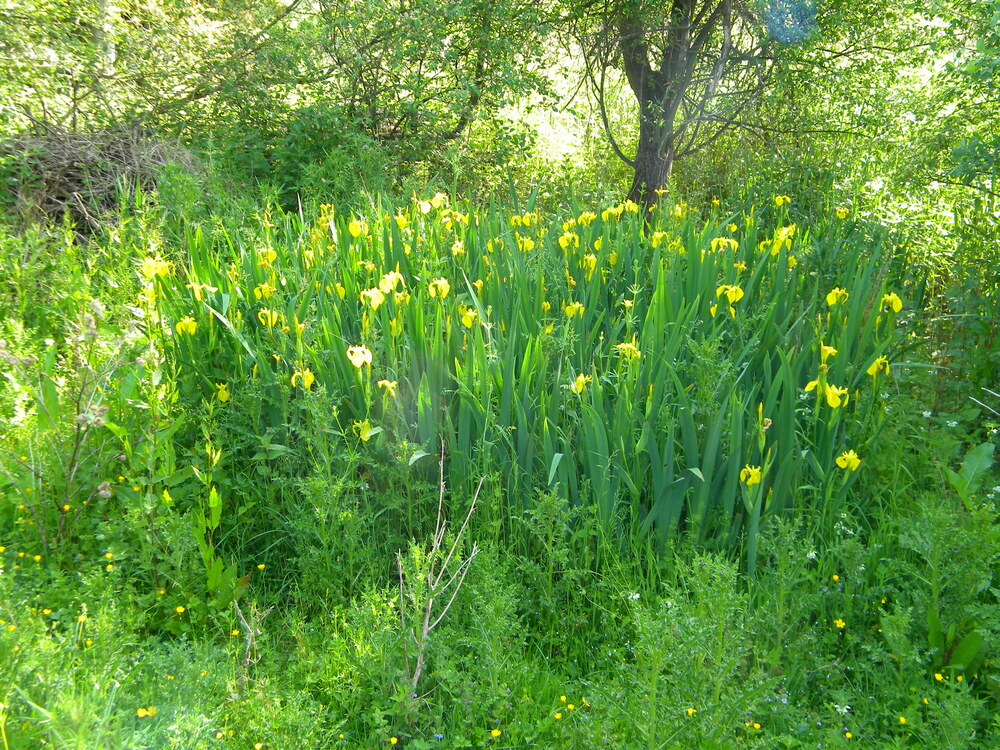 Iris pseudacorus patch by main pond 2021-06-12 (1845)
