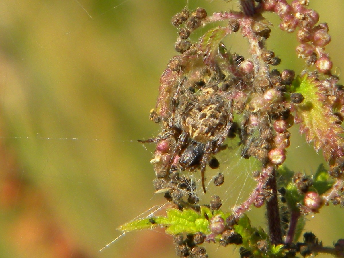Larinioides cornutus Hillside House 2024-07-28 (3890)