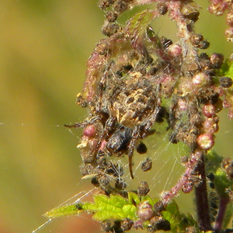 Larinioides cornutus Hillside House 2024-07-28 (3890)