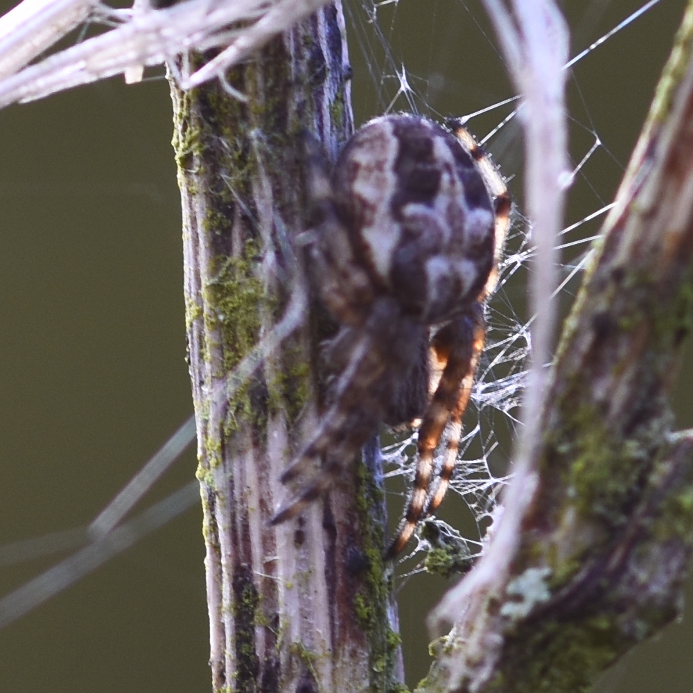 Larinioides cornutus Hillside House 2024-09-26 (4010)