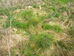 Lasius flavus nests in unmowed grassy area Hillside House 2024-04-04 (3418)