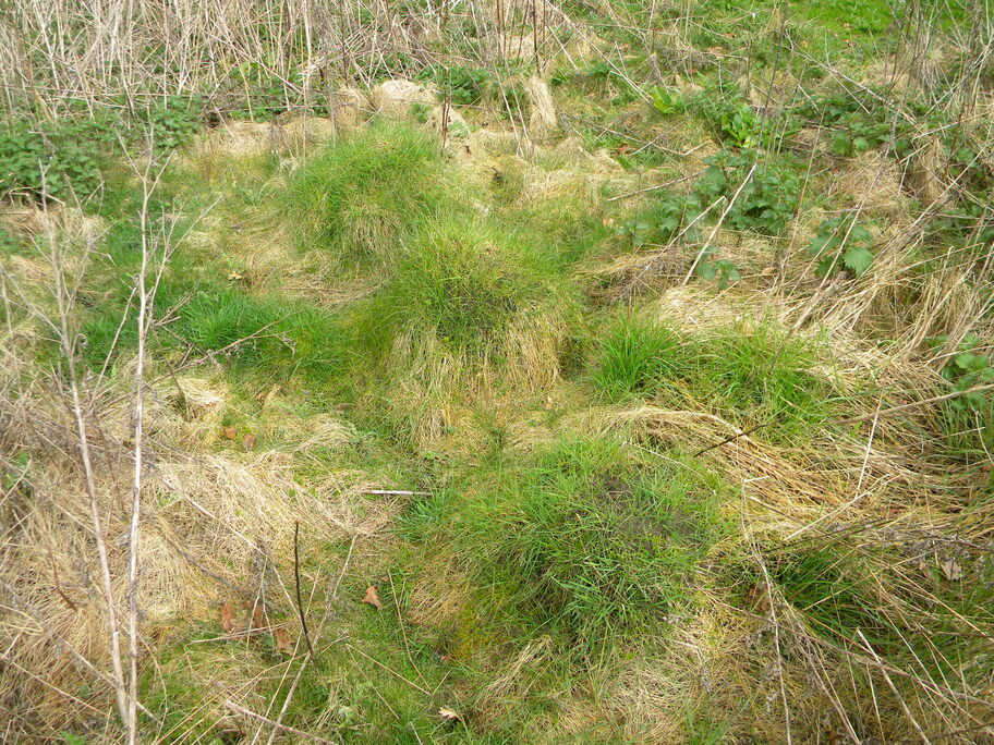 Lasius flavus nests in unmowed grassy area Hillside House 2024-04-04 (3418)