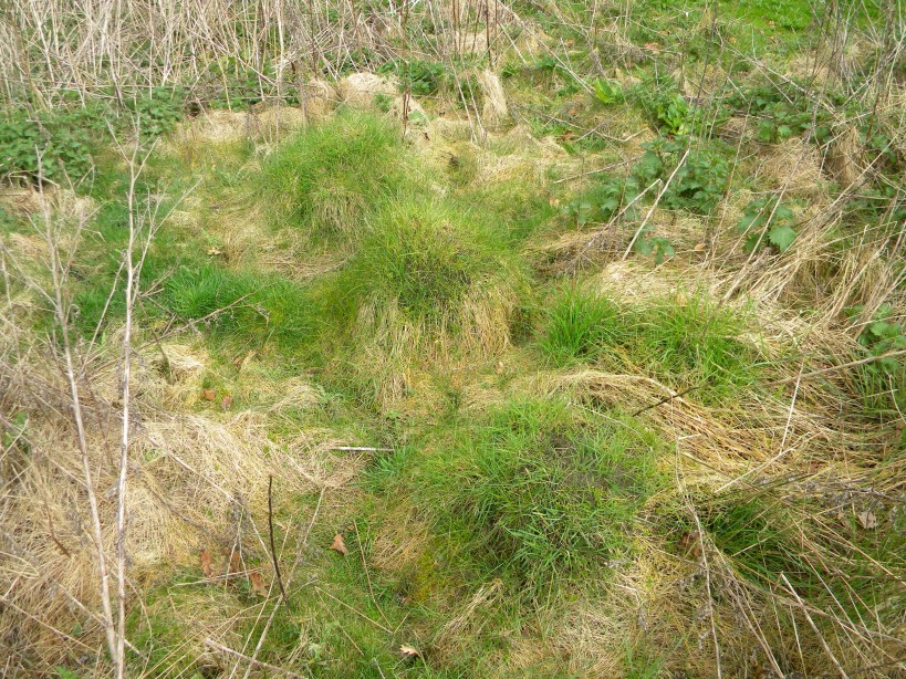 Lasius flavus nests in unmowed grassy area Hillside House 2024-04-04 (3418) Lasius flavus nests in unmowed grassy area Hillside House 2024-04-04 (3418)