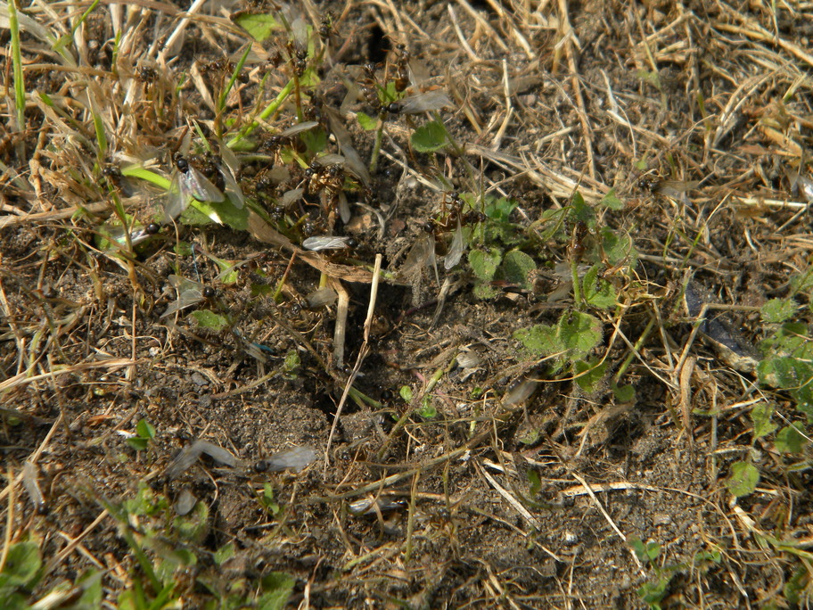 Lasius niger emergence flight, Hillside House shed concrete 2024-07-28 (3893)