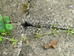 Ants (Lasius niger) beginning copulation flights Hillside House 2021-07-26 (1925)