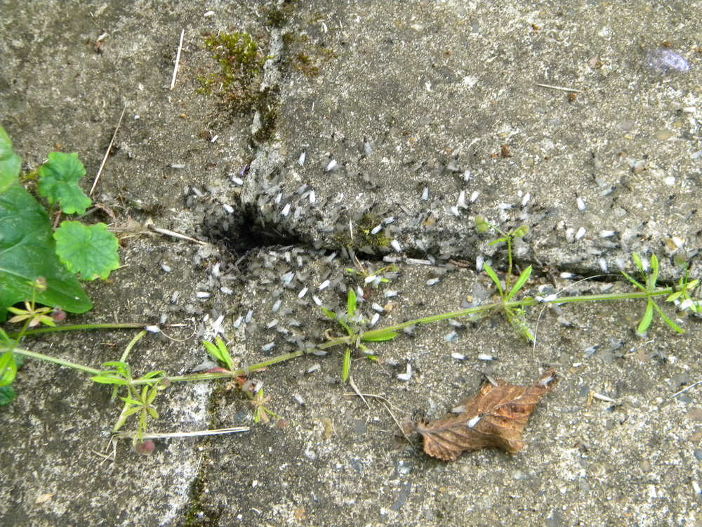 Ants (Lasius niger) beginning copulation flights Hillside House 2021-07-26 (1925)