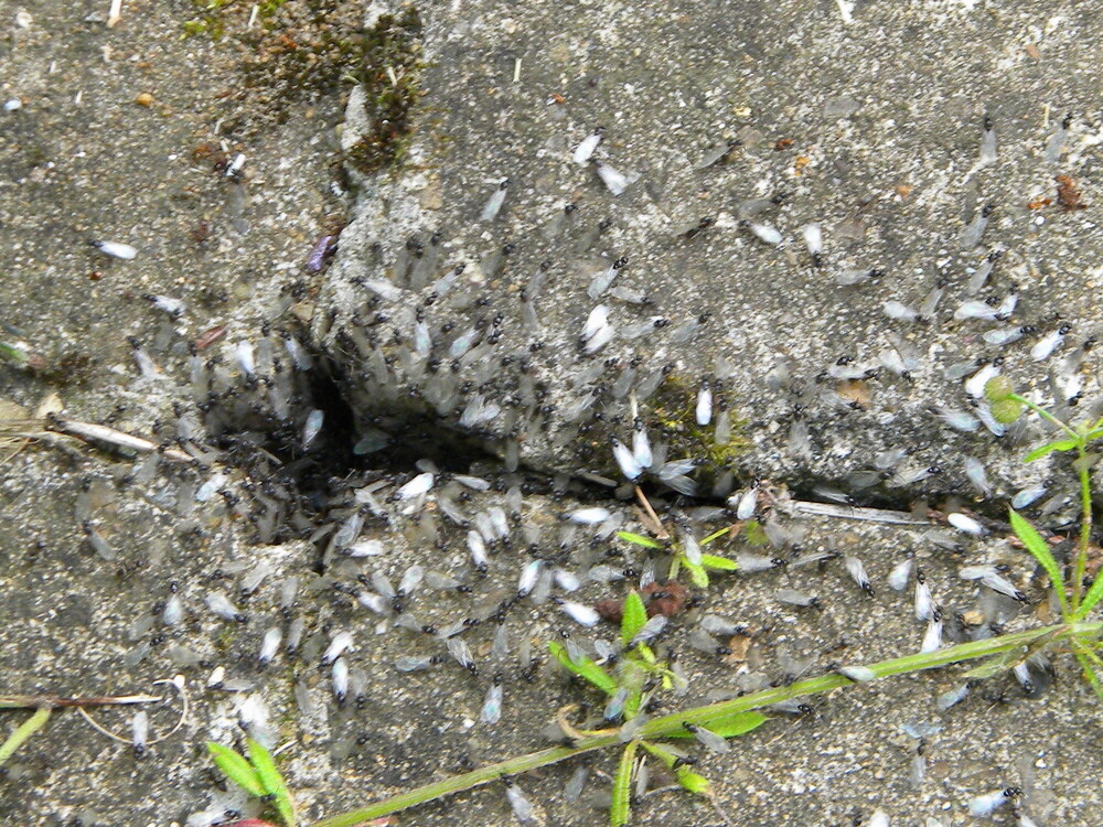 Lasius niger ants beginning copulation flights Hillside House 2021-07-26 (1926)