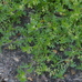 Lepidium didymum (lesser swine cress) 2021-07-29 (2942)