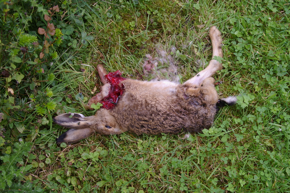 Brown hare juvenile perhaps killed by stoat 2021-09-25 (3082) Brown hare juvenile perhaps killed by stoat 2021-09-25 (3082)