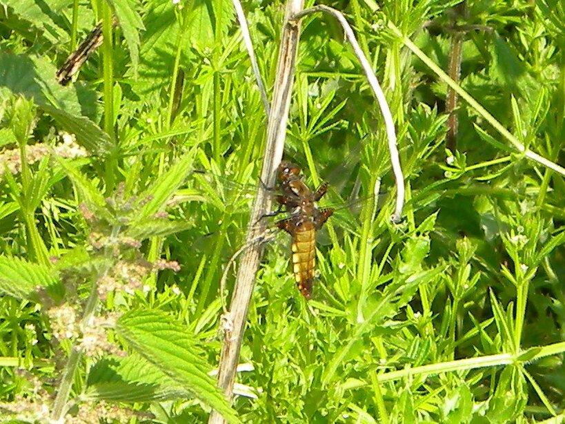 Libellula depressa (broad-bodied chaser) 2024-06-06 (3594)