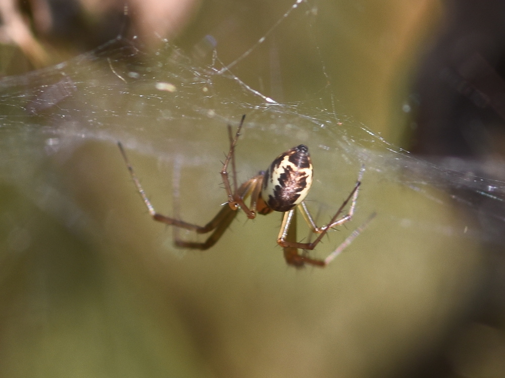 Linyphia triangularis Hillside House 2024-08-17 (3794)